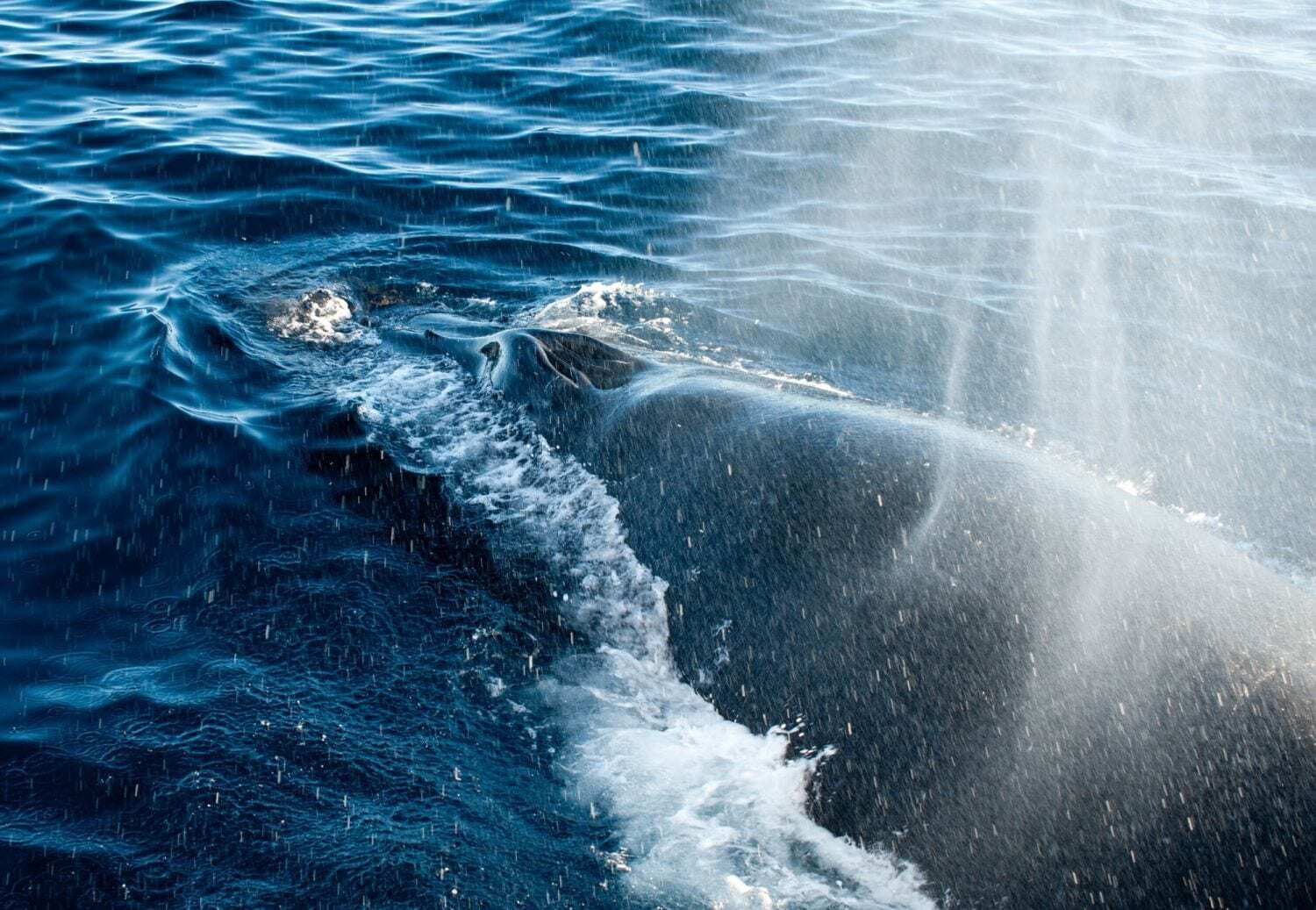 Humpbackwhale releasing air